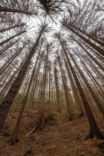 Forest dieback in the Arnsberg Forest nature park Park, over 70 per cent of the spruce trees are