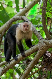 White-shouldered capuchin monkey (Cebus capucinus) Costa Rica