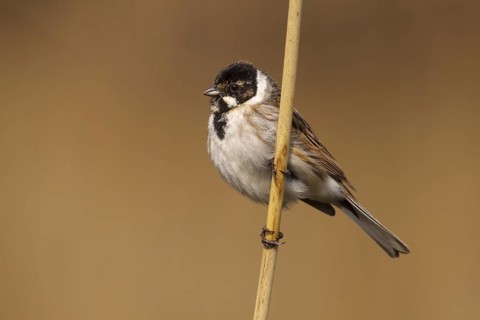 Common Reed Bunting (Emberiza schoeniclus) male, Utrecht, Netherlands