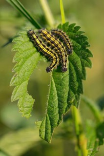 Caterpillar, Small tortoiseshell, (Aglais urticae), Butterfly, Butterfly, Lepidoptera, Insect,