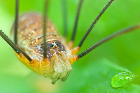 Weberknecht, Opilio canestrinii Harvestman, Opilio canestrinii