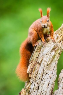 Red squirrel (Sciurus vulgaris) sitting on an old wrotten tree trunk in a forest, Bavaria, Gernany