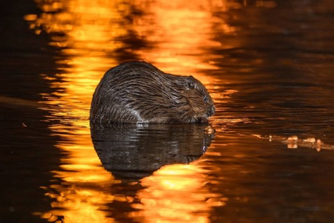 A European beaver sits in water and eats, sunset, animals, mammals, (castor fiber)