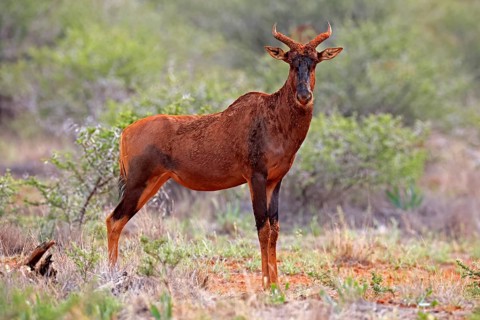 Tsessebe (Damaliscus lunatus), lyrebird, crescent moon antelope, adult, alert, Mokala National