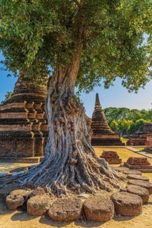 Deciduous tree with gnarled trunk, temple tower, Prang, historic Buddhist temple complex Wat