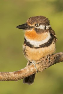 Russet-throated Puffbird (Hypnelus ruficollis) perched on a branch in Colombia, South America