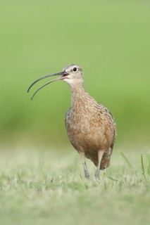 Long-billed Curlew (Numenius americanus), Texas, USA