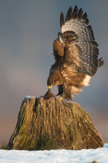 Common Buzzard (Buteo buteo), Mecklenburg-Western Pomerania, Germany