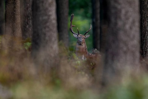 At first glance it looks as if the antlers of this fallow deer (Dama dama) have broken off, but in