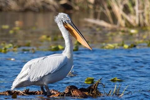 Dalmatian Pelican (Pelecanus crispus), Romania