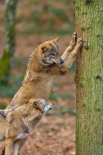 Wolf (Canis lupus), two wolves interacting one standing on a tree trunk in the forest, Germany