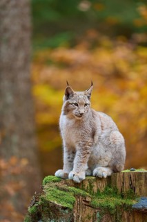 Eurasian lynx (Lynx lynx), sitting on tree trunk in autumn forest