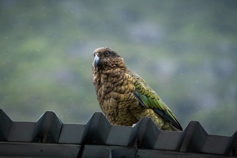 When it rains, a Kea sits on a corrugated iron roof in Arthur's Pass. Arthurs Pass National Park,