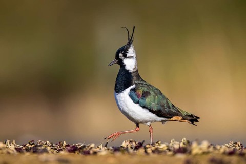 Northern Lapwing (Vanellus vanellus) male, North Rhine-Westphalia, Germany