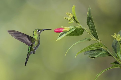 Green-crowned Brilliant (Heliodoxa jacula), Costa Rica