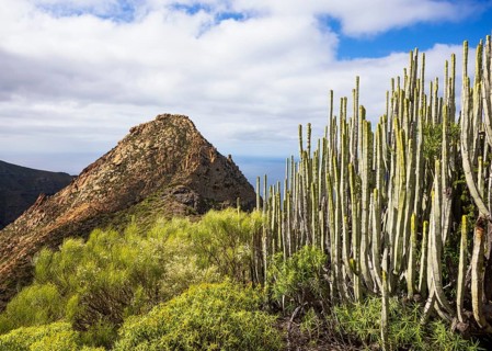 Mountain landscape, mountain hiking, Euphorbia canariensis, Canary milkweed with view to Risco