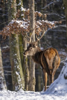 Red deer (Cervus elaphus), in the snow, winter, Vulkaneifel, Rhineland-Palatinate, Germany