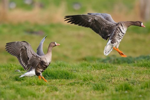 Greater White-fronted Goose (Anser albifrons) flying, North Rhine-Westphalia, Germany