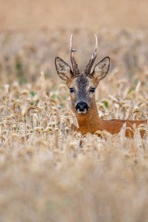 Roebuck (Capreolus capreolus) in wheat, Vechta, Lower Saxony, Germany