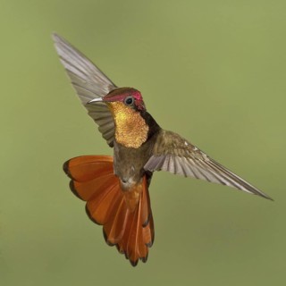 Ruby-topaz Hummingbird (Chrysolampis mosquitus), Trinidad and Tobago