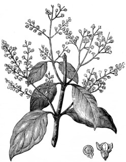 The Salvadora persica, the mustard of Sacred Scripture, Gospel of Luke, chapter 17, verse 6, New