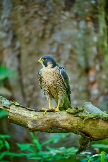 Peregrine Falcon (Falco peregrinus), adult sitting on branch in forest, Bohemian Forest, Czech