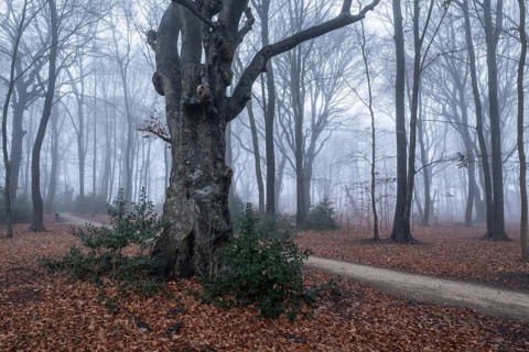 Beech forest (Fagus sylvatica) in the fog, Emsland, Lower Saxony, Germany