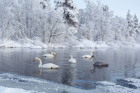 Whooper Swan (Cygnus cygnus) group, Finland