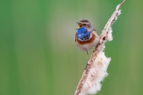 Bluethroat (Luscinia svecica cyanecula) male singing from cattail, Netherlands