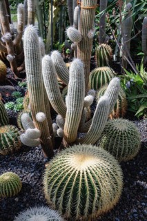 Golden globe cacti (Echinocactus grusonii) and woolly hair cacti (Espostoa) in the cactus house,