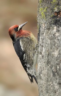Red-breasted Sapsucker (Sphyrapicus ruber), British Columbia, Canada