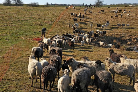 Sheep (Ovis gmelini aries) on pasture, left young farmer staking out fresh pasture, Bentin,