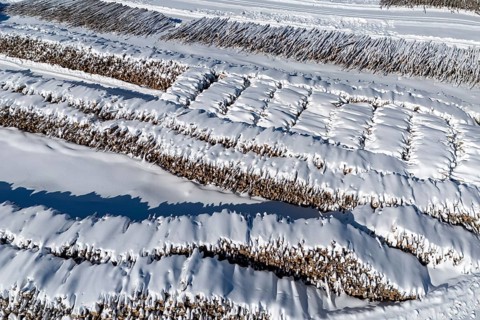 Storage area for cut logs under the snow, Region of La Mauricie, Province of Quebec, Canada