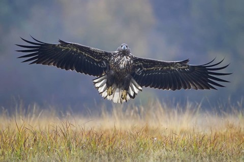 White-tailed Eagle (Haliaeetus albicilla) juvenile flying, Lodz, Poland