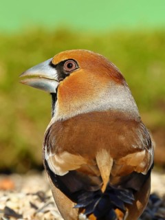 Hawfinch (Coccothraustes coccothraustes), male, animal portrait, North Rhine-Westphalia, Germany