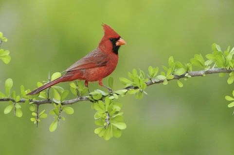 Northern Cardinal (Cardinalis cardinalis), Texas, USA