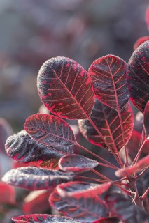 Red wig bush (Cotinus coggygria 'Lilla')