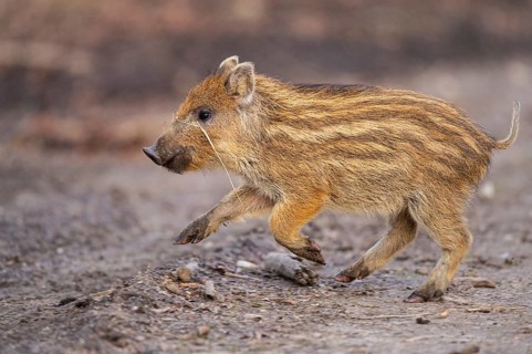 Wild boar (Sus scrofa) in the snow, fresh boar, Melle, Lower Saxony, Germany