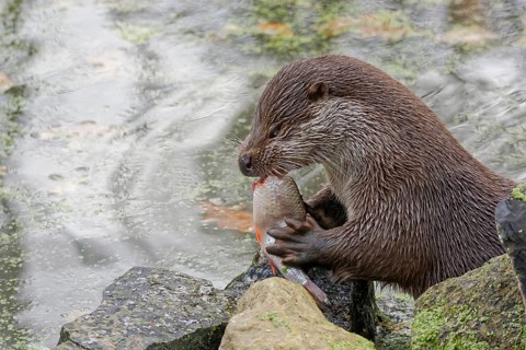 European otter (Lutra lutra) sitting on riverbank and holding a fish while feeding, close-up