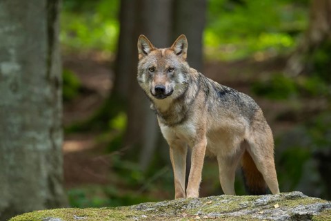 Wolf (Canis lupus) standing on a moss-covered rock and looking attentively, captive, Bavarian