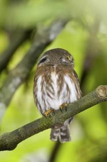 Colima Pygmy-Owl Glaucidium palmarum La Bajada, Nayarit, Mexico 27 March Adult showing eye spots on