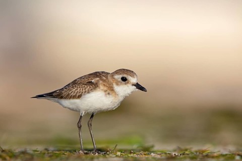 Animals, Birds, Little Ringed Plover, Mongolian Plover, (Charadrius mongolus), Barr Al Hikman,