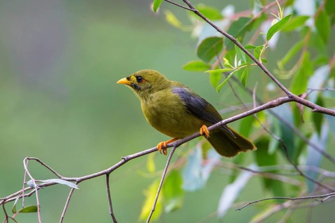 Bell Miner (Manorina melanophrys), Victoria, Australia