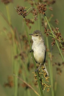 Australian Reed Warbler (Acrocephalus australis), Victoria, Leopold, Australia