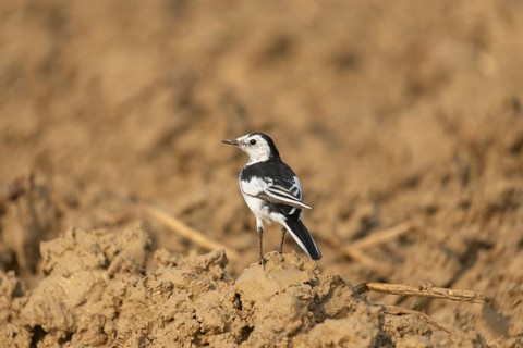 A white wagtail (Motacilla alba) stands on the ground against a blurred background, Sreepur,