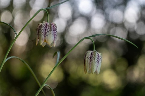 Snake's Head Fritillary (Fritillaria meleagris), Emsland, Lower Saxony, Germany