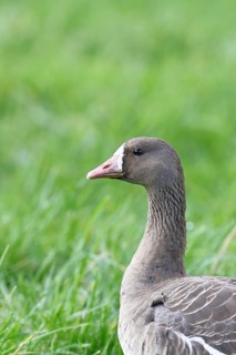 White-fronted goose (Anser albifrons), standing in a meadow in the wintering area, animal portrait,