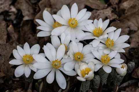 Canadian bloodroot (Sanguinaria canadensis), Emsland, Lower Saxony, Germany