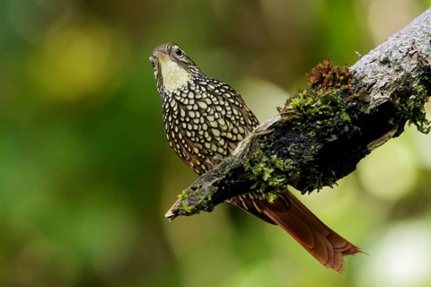 Pearled Treerunner (Margarornis squamiger) perched on a branch in the Andes Mountains of Colombia