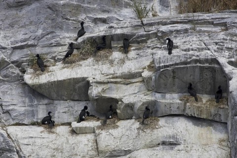 Pelagic Cormorant (Phalacrocorax pelagicus), British Columbia, Canada